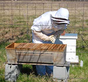 Checking on the beehives.