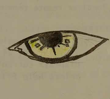 Eye Doodle