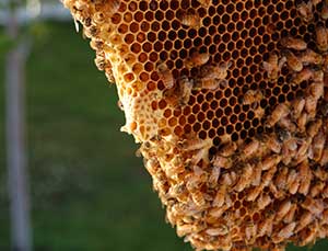 honeybees on comb