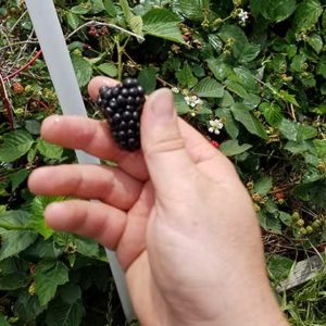 Blackberries!