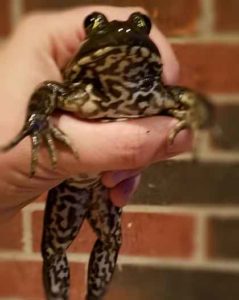 Texas Frog out of water.